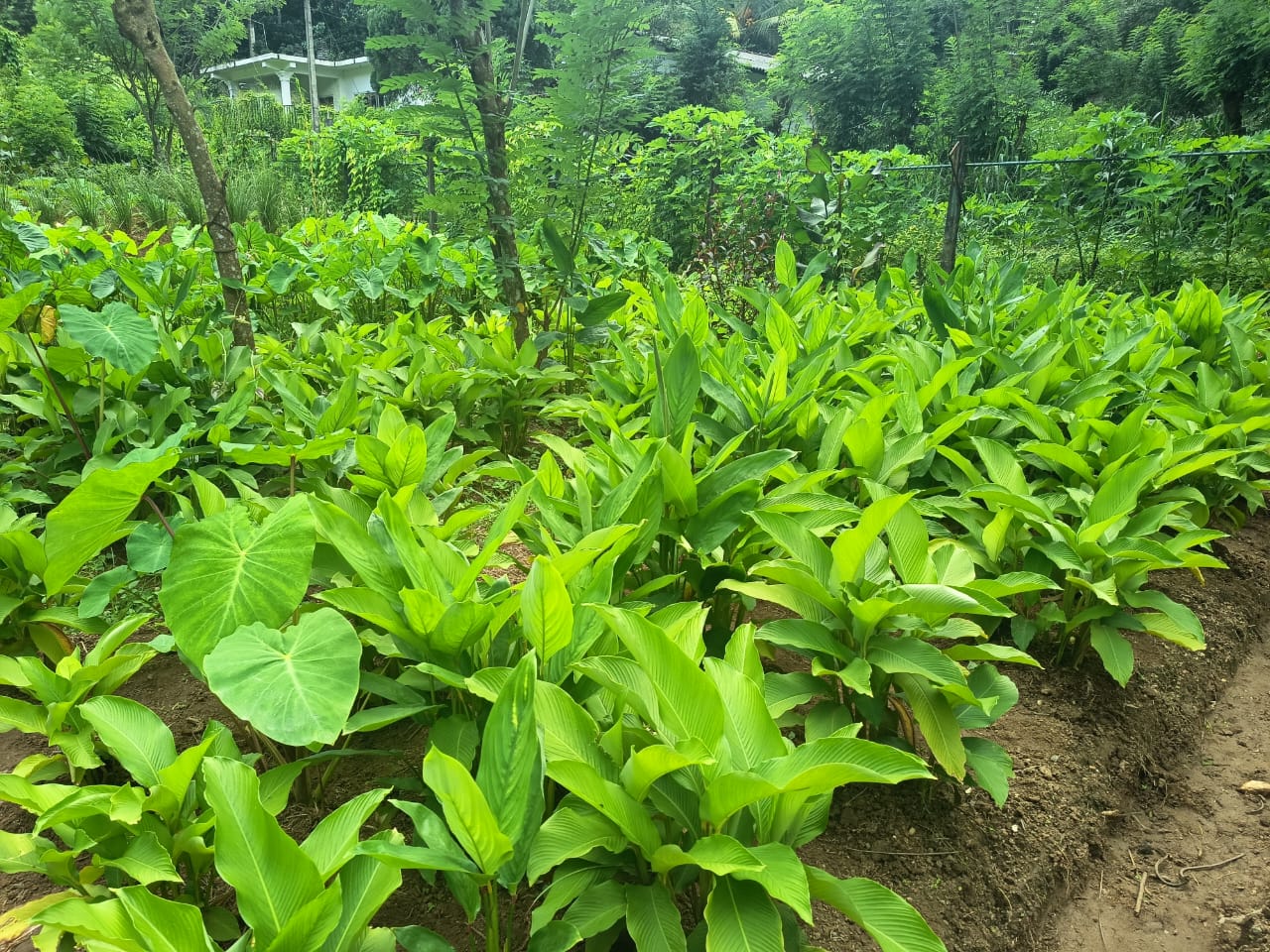 Medicinal herbs and Ayurvedic plants on the farm